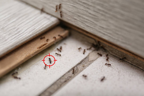 Best Best Pest Control Companies  in Poydras, LA