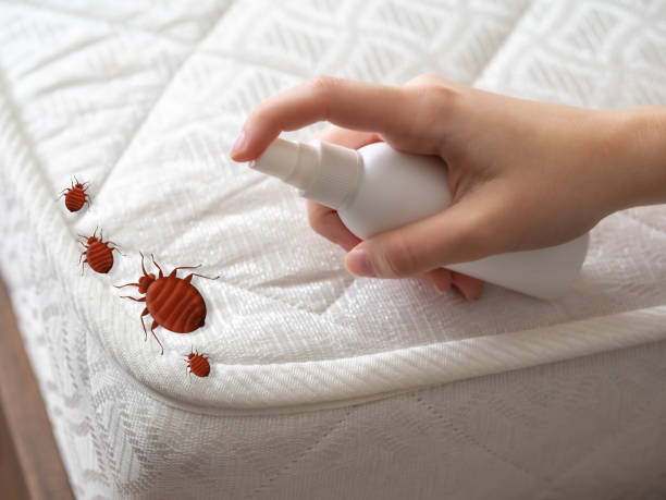 Best Spider Control Near Me  in Poydras, LA