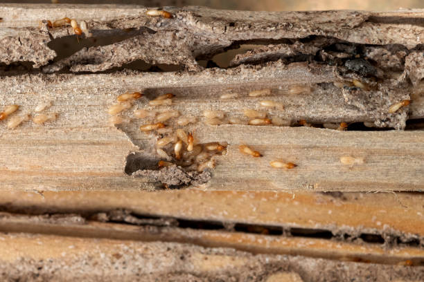 Best Bed Bug Extermination  in Poydras, LA